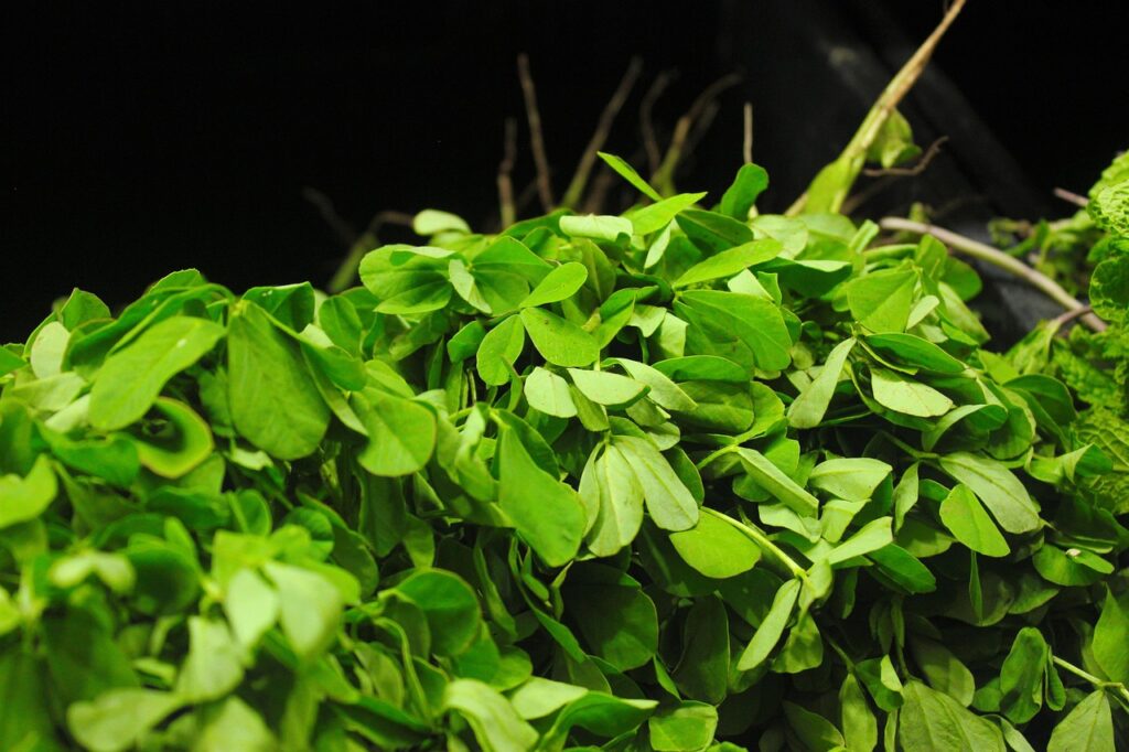 The Power of Fenugreek: Exploring Its Health Benefits